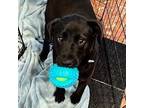 Adopt Ducky a Black Labrador Retriever, Shepherd