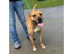 Adopt Kera a Pit Bull Terrier