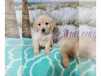 Golden Retriever PUPPY FOR SALE ADN-774954 - English Cream Golden Retriever Half