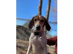 Adopt Naomi a Beagle