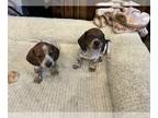 Dachshund PUPPY FOR SALE ADN-774886 - Miniature daschund