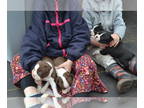 Boston Terrier PUPPY FOR SALE ADN-774882 - 4 puppies