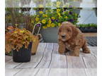 Goldendoodle-Poodle (Toy) Mix PUPPY FOR SALE ADN-774871 - Mini goldendoodle mix