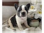 French Bulldog PUPPY FOR SALE ADN-774754 - Blue Pied Frenchie Male