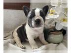 French Bulldog PUPPY FOR SALE ADN-774754 - Carries Fluffy