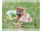 Shiba Inu PUPPY FOR SALE ADN-774715 - Bradyn