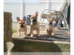 French Bulldog PUPPY FOR SALE ADN-774690 - 3 FRENCHIE PUPPIES ALL FEMALES