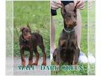 Doberman Pinscher PUPPY FOR SALE ADN-774596 - Euro Dobermans