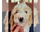 Goldendoodle PUPPY FOR SALE ADN-774445 - Parti Goldendoodle F1b Standard M