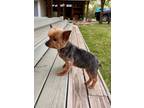 Adopt Millie a Yorkshire Terrier