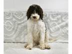 Poodle (Standard) PUPPY FOR SALE ADN-774961 - AKC Standard Poodle For Sale