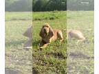 Bloodhound PUPPY FOR SALE ADN-774923 - blood hound puppies