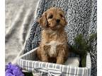 Cavapoo PUPPY FOR SALE ADN-774916 - Mini Cavapoo Puppy Male