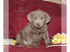Labrador Retriever PUPPY FOR SALE ADN-774900 - AKC Labrador Retriever