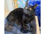 Adopt Nori a Domestic Short Hair