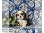 Shih Tzu PUPPY FOR SALE ADN-774875 - Adorable Shih Tzu Puppy