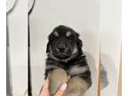 German Shepherd Dog-Great Pyrenees Mix PUPPY FOR SALE ADN-774874 - German