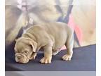 English Bulldog PUPPY FOR SALE ADN-774867 - LILAC TAN TRI