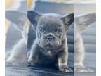 French Bulldog PUPPY FOR SALE ADN-774854 - LILAC TAN FLUFFY