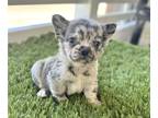 French Bulldog PUPPY FOR SALE ADN-774852 - MERLE FLUFFY GIRLS