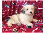 Schnoodle (Miniature) PUPPY FOR SALE ADN-774812 - Chocolate White Schnoodle