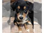 Australian Shepherd-Pomeranian Mix PUPPY FOR SALE ADN-774786 - AussiePom Puppies