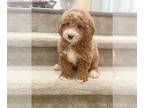 Goldendoodle (Miniature) PUPPY FOR SALE ADN-774782 - F1b red and white