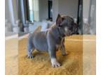 French Bulldog PUPPY FOR SALE ADN-774774 - Blue and Tan