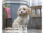 Cavapoo PUPPY FOR SALE ADN-774768 - Toy Cavapoo puppy Joey