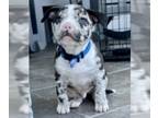 American Bully PUPPY FOR SALE ADN-774764 - Moral American bully for sale 2000