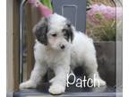 Cavapoo PUPPY FOR SALE ADN-774763 - Toy Cavapoo puppy Patch