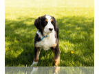 Bernese Mountain Dog PUPPY FOR SALE ADN-774760 - AKC Bernese Mountain Dog puppy