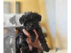 YorkiePoo PUPPY FOR SALE ADN-774759 - YorkiPoo Black Male and Female Available