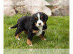 Bernese Mountain Dog PUPPY FOR SALE ADN-774758 - AKC Bernese Mountain Dog puppy