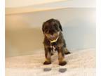 Schnoodle (Miniature) PUPPY FOR SALE ADN-774734 - Beautiful Schnoodle for Sale