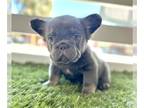 French Bulldog PUPPY FOR SALE ADN-774727 - LILAC TAN FLUFFY