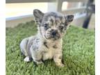 French Bulldog PUPPY FOR SALE ADN-774725 - MERLE FLUFFY GIRLS