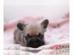 French Bulldog PUPPY FOR SALE ADN-774675 - Candy Micro