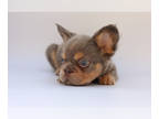 French Bulldog PUPPY FOR SALE ADN-774674 - Cosmo Lilac Fluffy