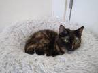 Adopt Pepper a Domestic Short Hair