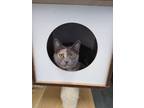 Adopt Salt a Domestic Short Hair