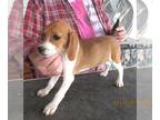 Beagle PUPPY FOR SALE ADN-774611 - Avery Tan Beagle Girl