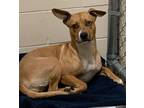 Adopt Candice a Mixed Breed