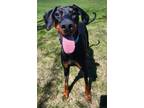 Adopt Bella a Doberman Pinscher, Mixed Breed