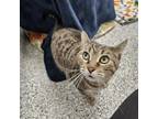 Adopt Caliente a Domestic Short Hair