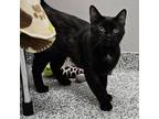 Adopt Frosty a Domestic Short Hair