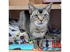 Adopt Gracie a Domestic Short Hair