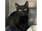 Adopt Chyna a Domestic Short Hair