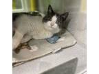 Adopt Millie a Domestic Short Hair