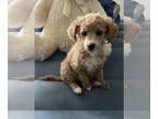 Poodle (Miniature) PUPPY FOR SALE ADN-774881 - Poodle Puppy For Sale